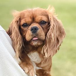Hazel - Cavalier King Charles Spaniel