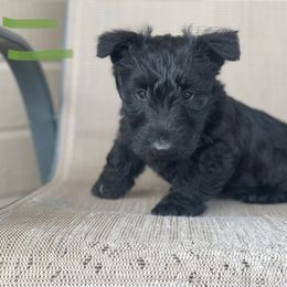 Scottish Terrier Puppies from Heart of America Scotties