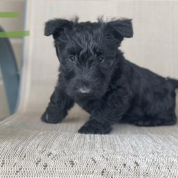 Scottish Terrier Puppies from Heart of America Scotties
