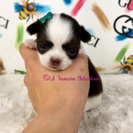 Nezuko - Chocolate and white female Chihuahua puppy in Anderson, South Carolina from Lil Treasures Chihuahuas