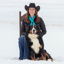 Ruben - Bernese Mountain Dog
