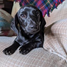 Denali - Dachshund
