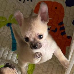Dale - Fawn male Chihuahua puppy in Spring Hill, Florida from Stardom Chihuahuas & CKCS