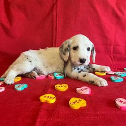 Basil- Long Coat- Gray - White and black male Dalmatian puppy in Claremore, Oklahoma from Lotsofdots Dalmatians