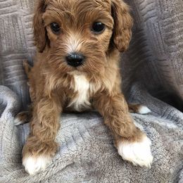 Cavalier King Charles Spaniel and Cavapoo Puppies from VITPOM PUPPIES
