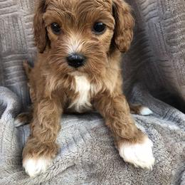 Cavalier King Charles Spaniel and Cavapoo Puppies from VITPOM PUPPIES
