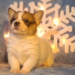 Cheeto - Sable and white female American Corgi puppy in Gouverneur, New York from St. Lawrence Corgis