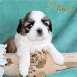 Shih Tzu Puppies from Charlemagne Shih Tzus