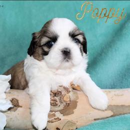 Shih Tzu Puppies from Charlemagne Shih Tzus