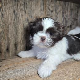 Chip- Justice - Liver and white male Shih Tzu puppy in Mountain Grove, Missouri from Precious Puppies