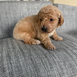 Girl 1 - Apricot female Goldendoodle puppy in Spring Hill, Florida from Ohana Doodles