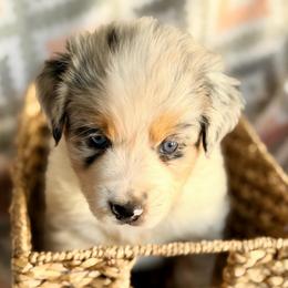 Daisy - Blue merle female Australian Shepherd puppy in Clover, South Carolina from Jo’s Aussies