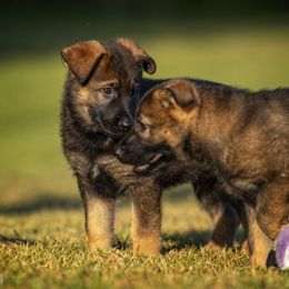 German Shepherd Puppies from Sommerfeld German Shepherds