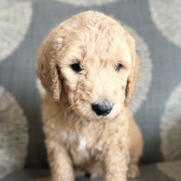 Clove - Black - Apricot Goldendoodle puppy in Stansbury Pk, Utah from My Doods