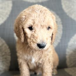 Clove - Black - Apricot Goldendoodle puppy in Stansbury Pk, Utah from My Doods