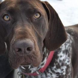 German Shorthaired Pointers from Kristen's German Shorthaired Pointers
