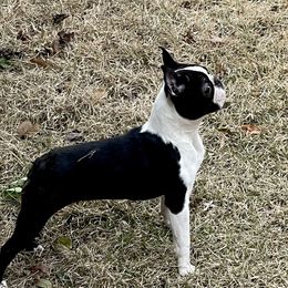 Sketch - Boston Terrier