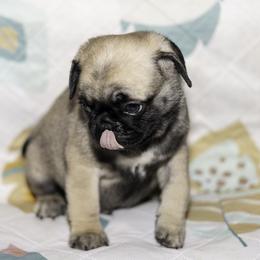 Max (brown) - Fawn male Pug puppy in Hereford, Arizona from Broken Road Ranch Pugs