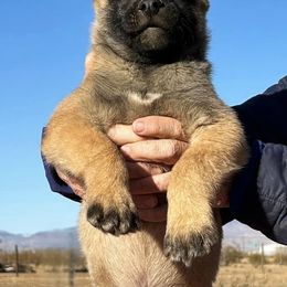 Boy -Purple - Belgian Malinois puppy from Desert Wind Kennels