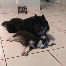 Pomsky Puppies from Your Friend Seamus' Studds