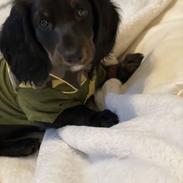 Dachshund Puppies from Meyerhaus (Weenie-Corn Ranch)