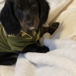 Dachshund Puppies from Meyerhaus (Weenie-Corn Ranch)