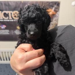 AKC Princess - Pink - Black female Poodle puppy in Baytown, Texas from Charlotte & Co. Miniature Poodles