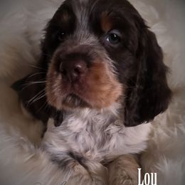 Girl 2 'Lou' - Liver white and tan female English Springer Spaniel puppy in Silverdale, Washington from TimberVale Springers