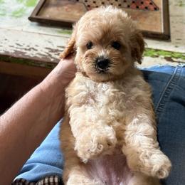 Carolina - Cream female Cavapoo puppy in Arabi, Georgia from Huckadoodle Farm