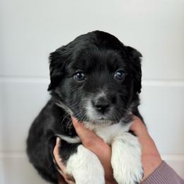 Pearl - Black and white female Aussiedoodle puppy in Columbia Falls, Montana from Firefly Horse Co Wellness Retreat Center