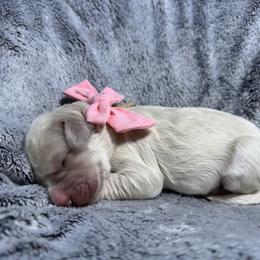 Alice pink collar - Cream female Goldendoodle puppy in Lexington, North Carolina from Deborah’s Doodles