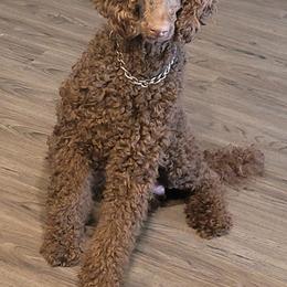 Poodles from Poodles in the Pines