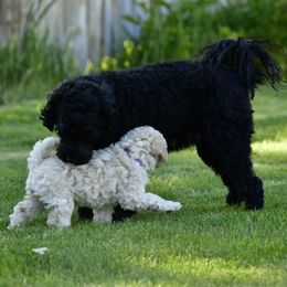 Australian Labradoodle Puppies from Tiny Treasures Australian Labradoodles