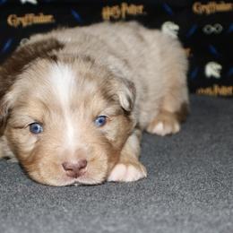 Australian Shepherd, Miniature American Shepherd, Miniature Australian Shepherd, and Toy Australian Shepherd Puppies from HP Aussie Kennels