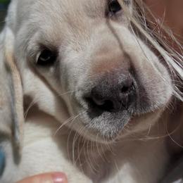 Russell - 5th Generation Family Lab - Yellow male Labrador Retriever puppy in Earlham, Iowa from Family Labs
