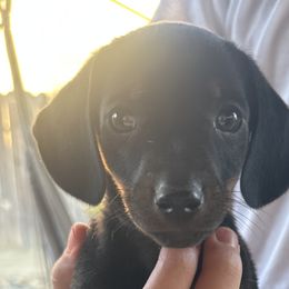 Boy Orange - Black and tan Dachshund puppy in Modesto, California from Lola’s Doxies