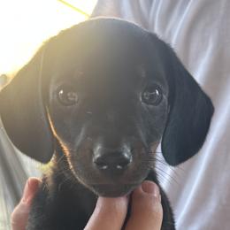 Boy Orange - Black and tan Dachshund puppy in Modesto, California from Lola’s Doxies