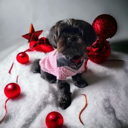 Shihpoo and Shih Tzu Puppies from Lilli’s Shih tzus and Shih poos