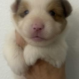 Chunky - Red merle male Miniature American Shepherd puppy in Winkler, Texas from Red Rock