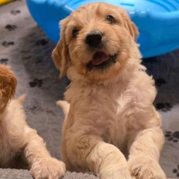 Maverick - Cream male Goldendoodle puppy in Summerfield, North Carolina from Lila's Teddybear Goldendoodles
