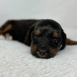 Mocha - Phantom female Bernedoodle puppy in Fleming, Colorado from Vandenbark Doodles