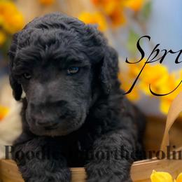 Sprig - Silver male Poodle puppy in Greenville, North Carolina from Grace Poodles