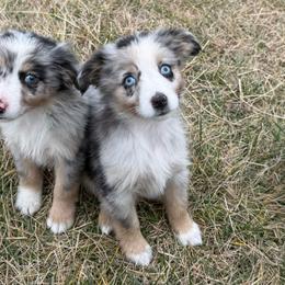 Boy 2 - Blue merle male Miniature Australian Shepherd puppy in Ellsworth, Kansas from Flying H Mini Aussies