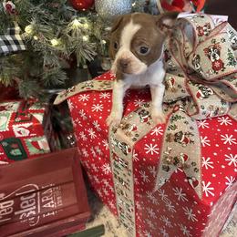 Red female, pink collar - Red female Boston Terrier puppy in Mc Donough, Georgia from Ballard Boston Terriers