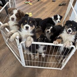 Australian Shepherd Puppies from WyoWinds Australian Shepherds
