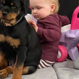 Rottweiler Puppies from Sky Valley Rottweilers