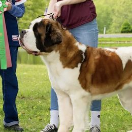 Harley - Saint Bernard