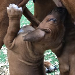 Rhodesian Ridgebacks from Lionlamb Ridgebacks
