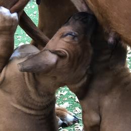 Rhodesian Ridgebacks from Lionlamb Ridgebacks