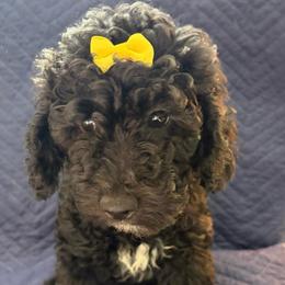 Claudia Sanders - Black female Goldendoodle puppy in Camden, North Carolina from Oopsie Doodles of NC